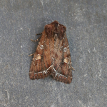 73.267 - Bright-line Brown-eye