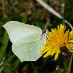 Brimstone