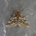 70.248 - Brindled Beauty