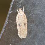 32.017 - Agonopterix arenella