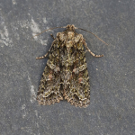 73.225 - Brindled Green