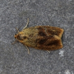 49.022 - Ptycholoma lecheana
