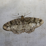 70.273 - Brindled White-spot