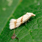 49.123 - Aethes beatricella