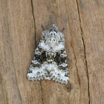 73.279 - Broad-barred White