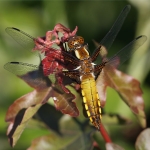 Broad-bodied Chaser