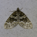 70.086 - Broken-barred Carpet