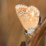 Brown Argus