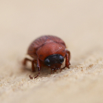 Brown Chafer
