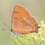 Brown Hairstreak
