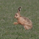 Brown Hare