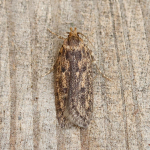 28.010 - Hofmannophila pseudospretella