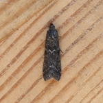62.012 - Pyla fusca