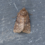73.102 - Brown Rustic