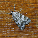 63.066 - Scoparia pyralella