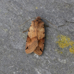 73.187 - Brown-spot Pinion