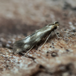 14.002 - Bucculatrix nigricomella