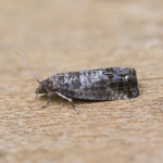 49.224 - Spilonota ocellana