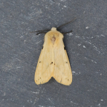 72.019 - Buff Ermine