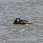 Bufflehead