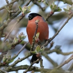 Bullfinch