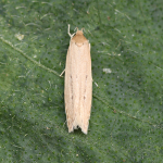 34.004 - Limnaecia phragmitella