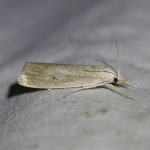 63.079 - Calamotropha paludella