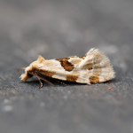 49.128 - Aethes rubigana