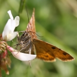 72.083 - Burnet Companion