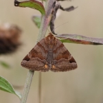 Burnet Companion
