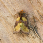 73.012 - Burnished Brass