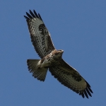 Common Buzzard