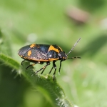 Brassica Shieldbug