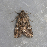 73.274 - Cabbage Moth