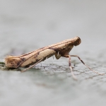 Moths