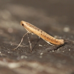 15.006 - Caloptilia rufipennella