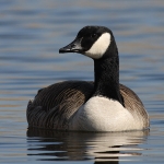 Geese