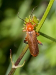 Cantharis livida