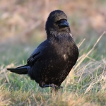 Crows