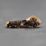 12.037 - Monopis weaverella