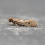 12.027 - Tinea pellionella