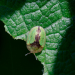 Cassida vibex