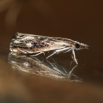 63.103 - Catoptria verellus