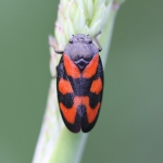 Red-and-black Froghopper