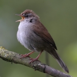 Cetti's Warbler