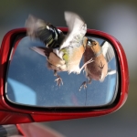 Chaffinch