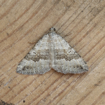 70.043 - Chalk Carpet