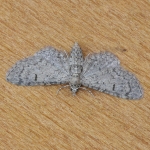 70.152 - Channel Islands Pug