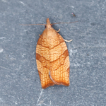 49.024 - Pandemis corylana