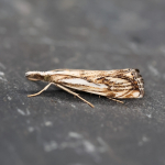 63.102 - Catoptria falsella